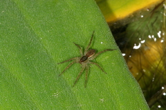 Pardosa pseudoannulata