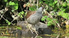 Porphyriops melanops