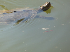 Graptemys pseudogeographica