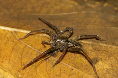 Dolomedes raptor