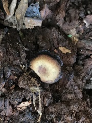 Humaria hemisphaerica