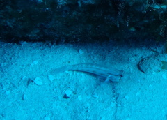 Gnatholepis thompsoni