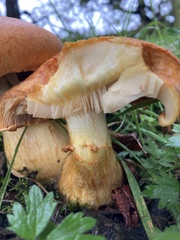 Gymnopilus junonius