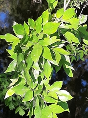 Melioides
