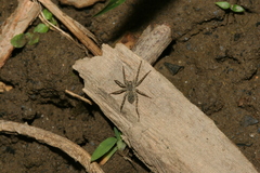 Pardosa takahashii