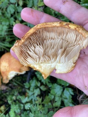 Gymnopilus junonius