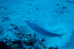 Malacanthus plumieri