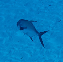 Trachinotus falcatus