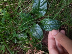 Ajuga reptans