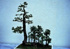 Sageretia