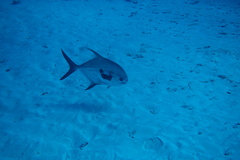 Trachinotus falcatus