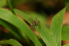 Pardosa laura