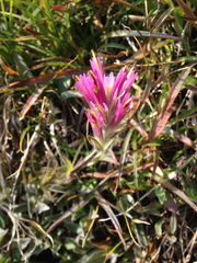 Castilleja lemmonii