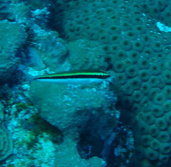 Halichoeres maculipinna