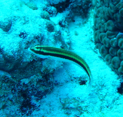 Clown wrasse (Halichoeres maculipinna) — Labridae — 5