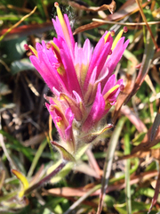 Castilleja lemmonii