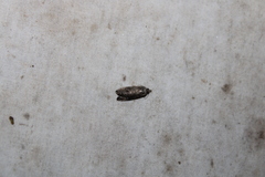 Gymnandrosoma punctidiscanum