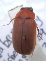 Serica brunnea