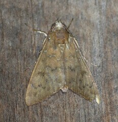 Anomis illita