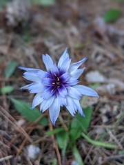 Catananche caerulea