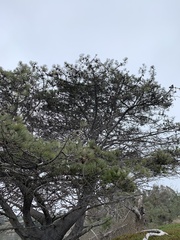 Pinus torreyana