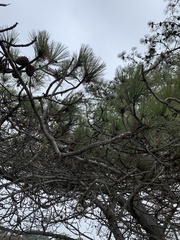 Pinus torreyana
