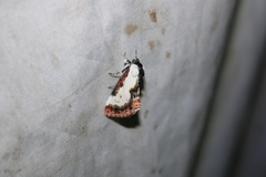 Eudryas unio