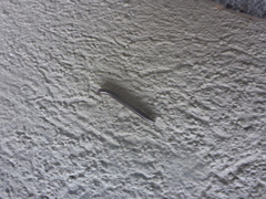 Ommatoiulus sabulosus