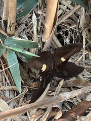 Papilio helenus