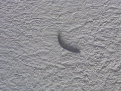 Ommatoiulus sabulosus