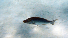 Lethrinus nebulosus