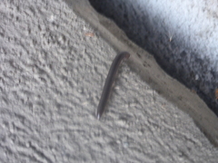 Ommatoiulus sabulosus