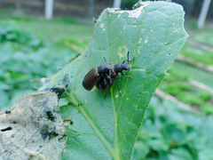 Lagria villosa