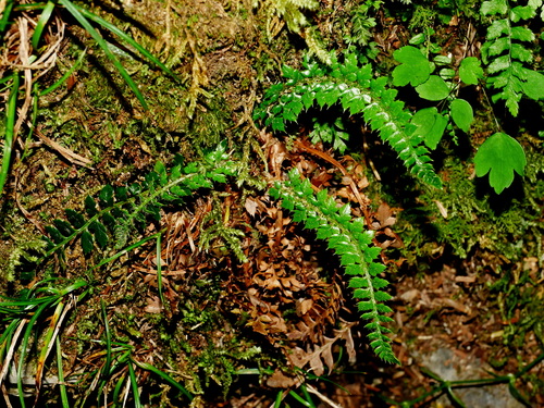 Image of Polystichum acanthophyllum by (c) Jacy Chen, some rights reserved (CC BY)