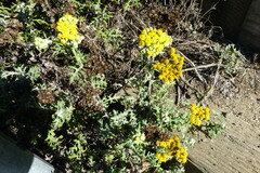 Eriophyllum staechadifolium