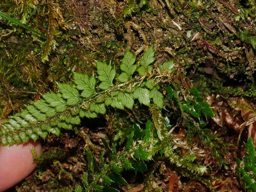 Image of Polystichum acanthophyllum by (c) Jacy Chen, some rights reserved (CC BY)