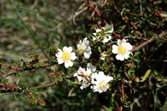 Rosa transmorrisonensis