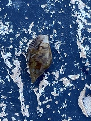 Columbella rusticoides