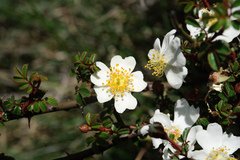 Rosa transmorrisonensis