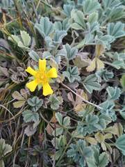 Potentilla cinerea