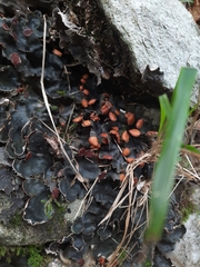 Peltigera horizontalis