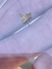 Harmostes reflexulus