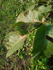 Juglans regia