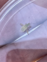 Harmostes reflexulus