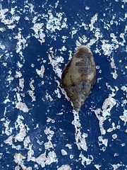 Columbella rusticoides