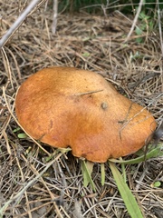 Suillus pungens