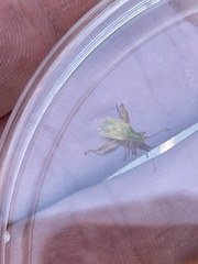 Harmostes reflexulus