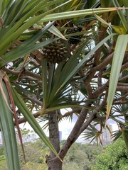 Pandanus utilis