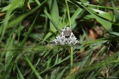 Harrisimemna trisignata