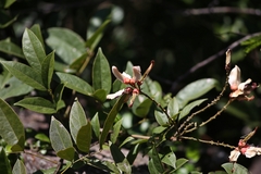 Millettia nitida